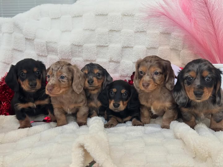 Dove and Rye long-haired dachshund litter image 2