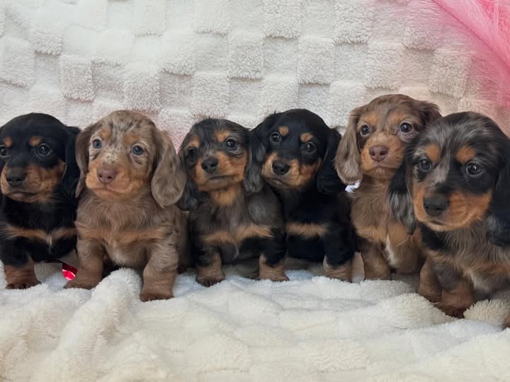 Dove and Rye long-haired dachshund litter image 1