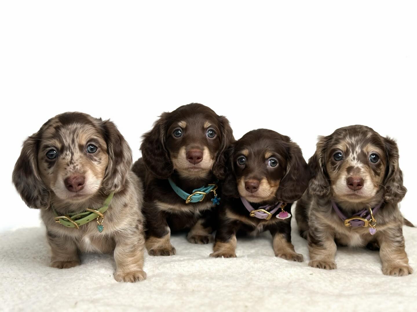 Molly and Stella long-haired dachshund litter image 2