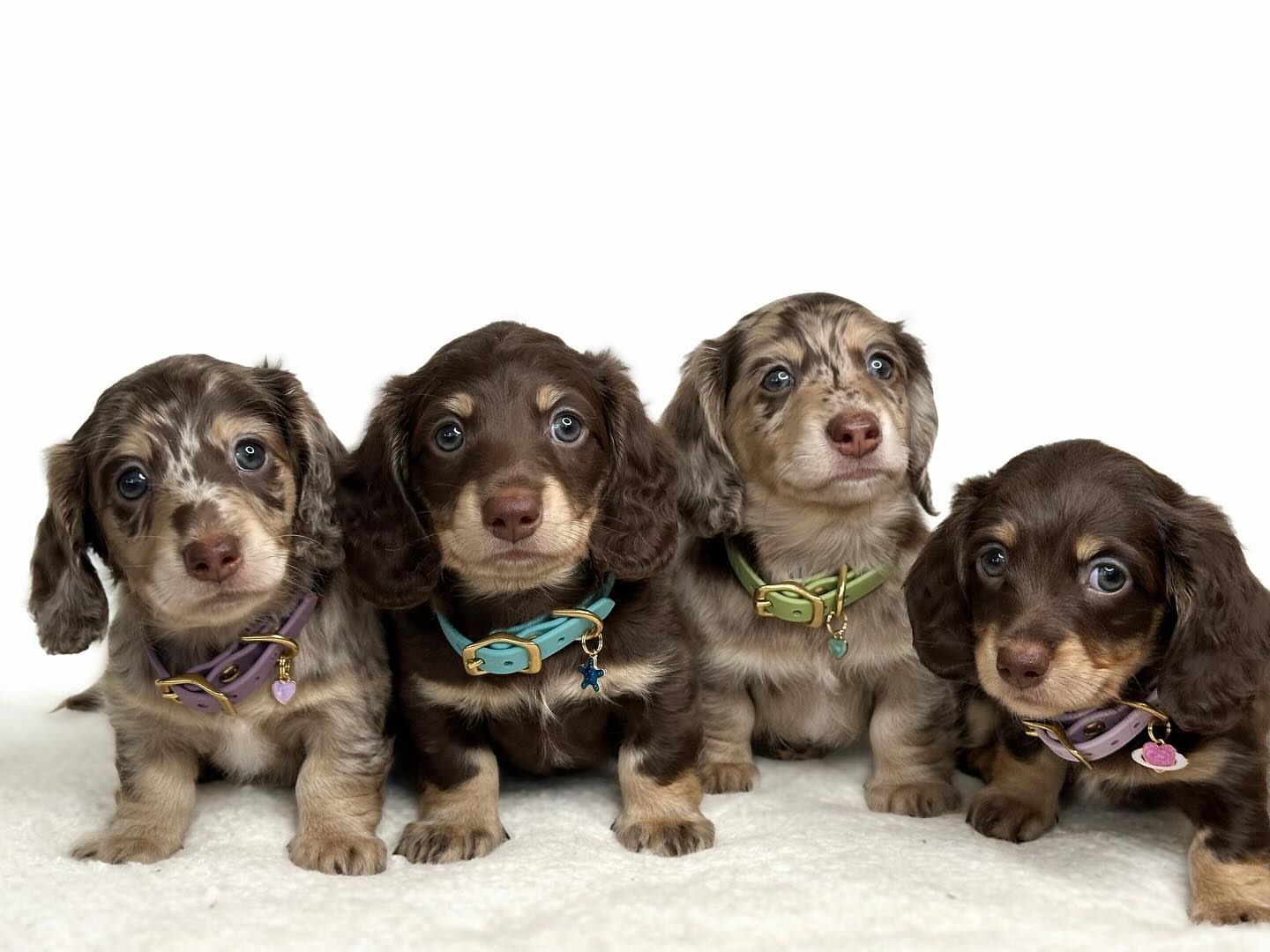 Molly and Stella long-haired dachshund litter image 1