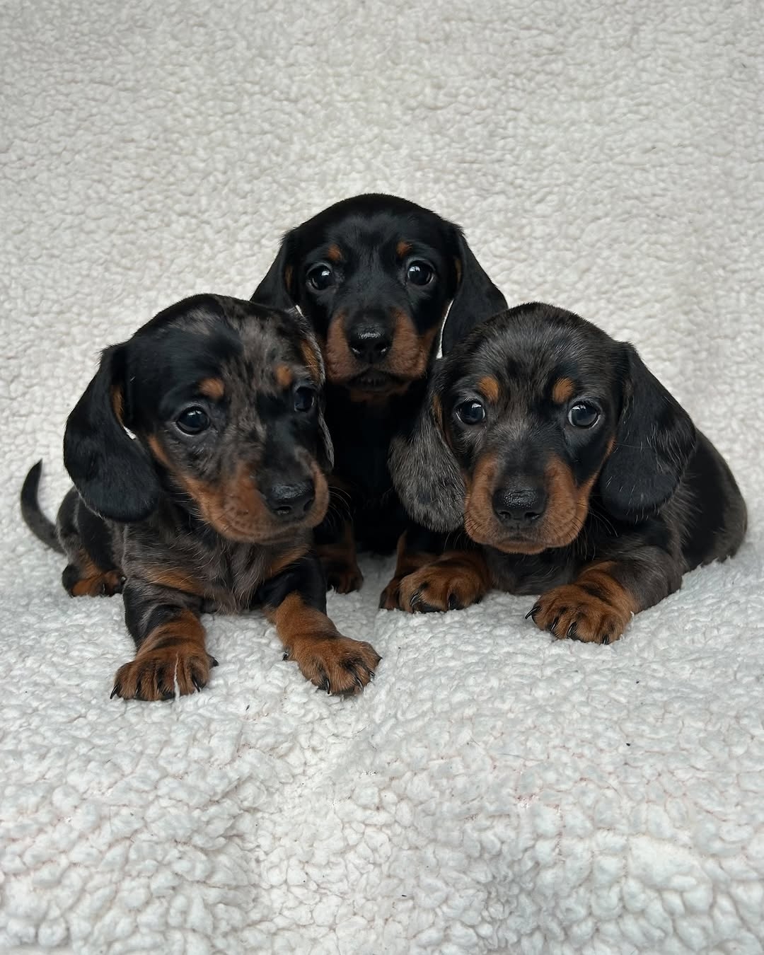 Olive and Osca short-haired dachshund litter image 2
