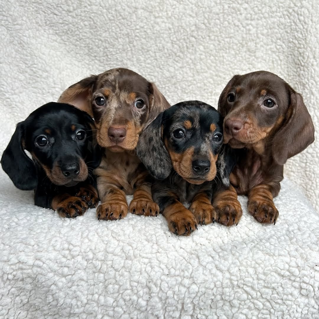Olive and Osca short-haired dachshund litter image 1