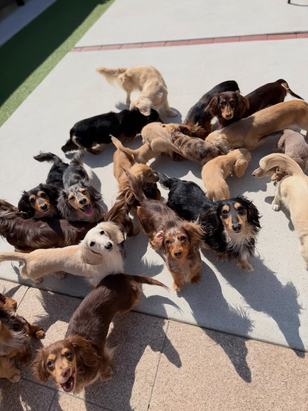 Marylynn Dynamic Dachshunds parent one