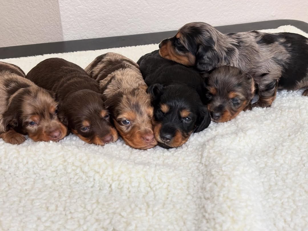 Upcoming litter announcement image 2