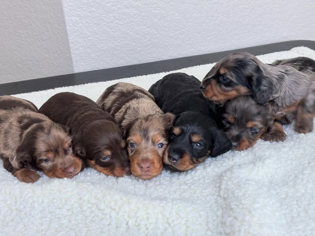 Upcoming litter announcement image 3