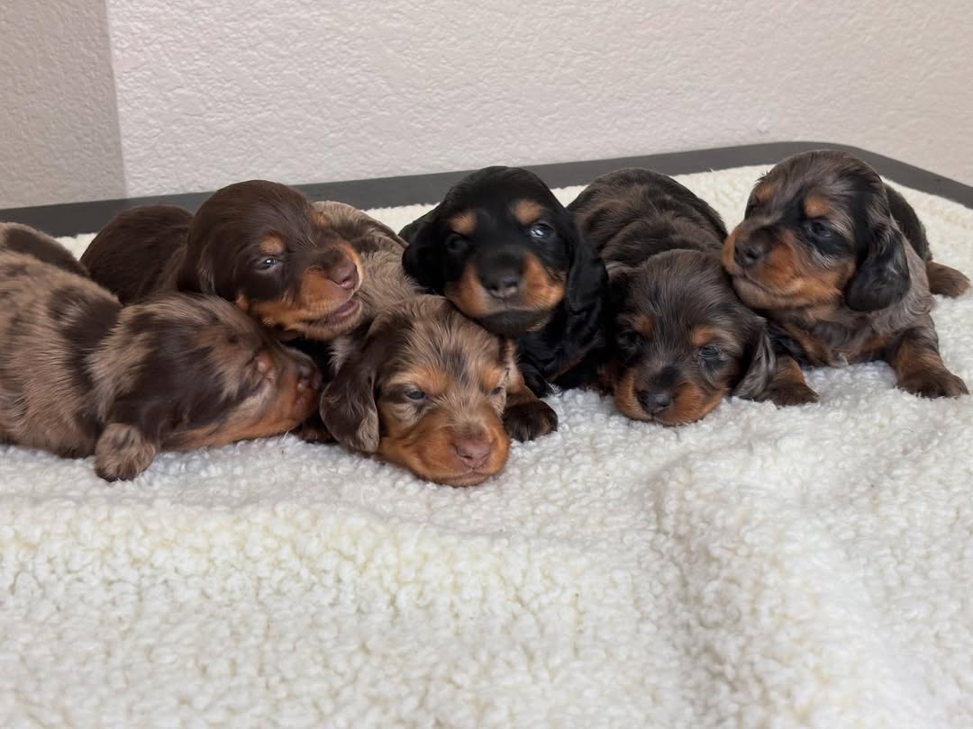 Upcoming litter announcement image 1