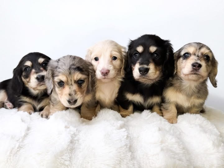 Willow and Bella long-haired dachshund litter image 1