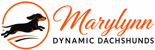 Marylynn Dynamic Dachshunds