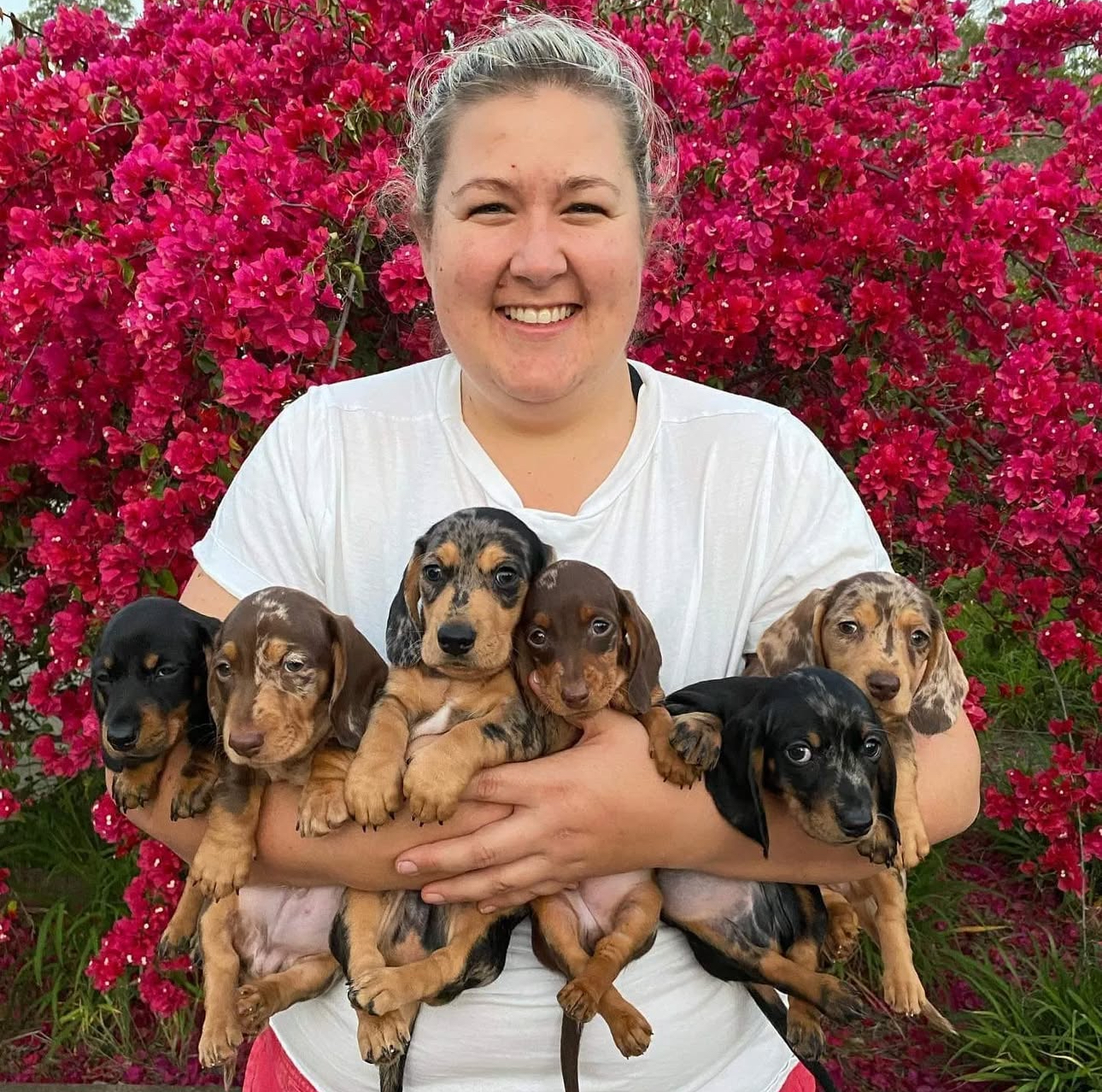 Healthy dachshunds at Marylynn Dynamic Dachshunds
