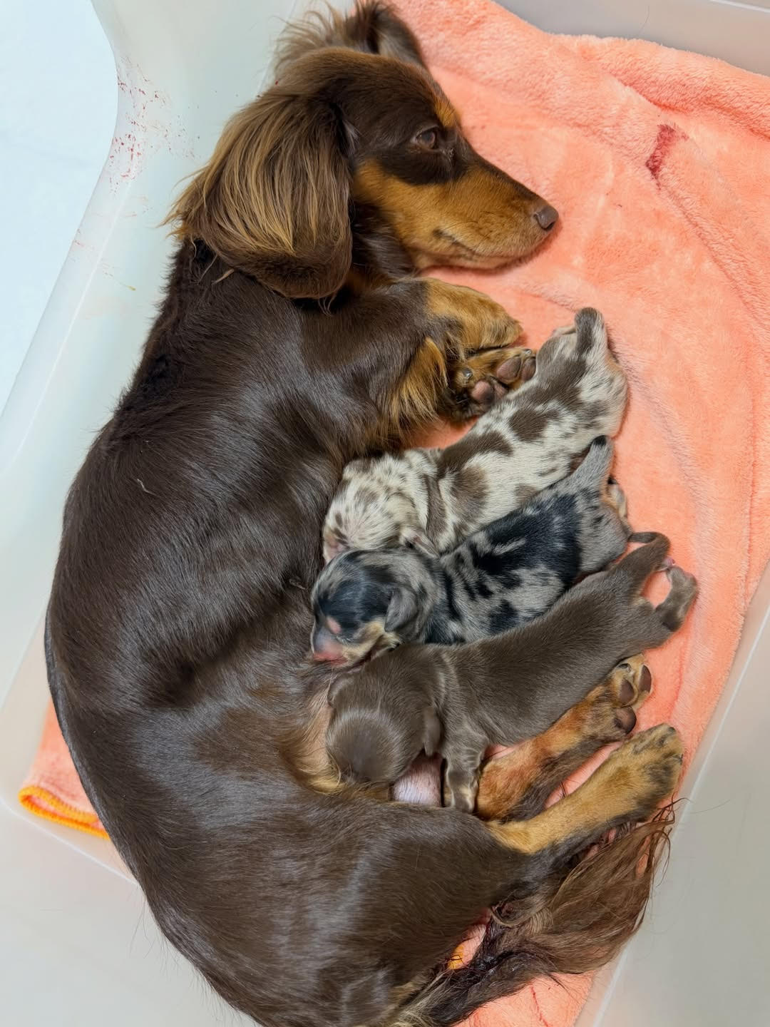Dachshund puppies at Marylynn Dynamic Dachshunds