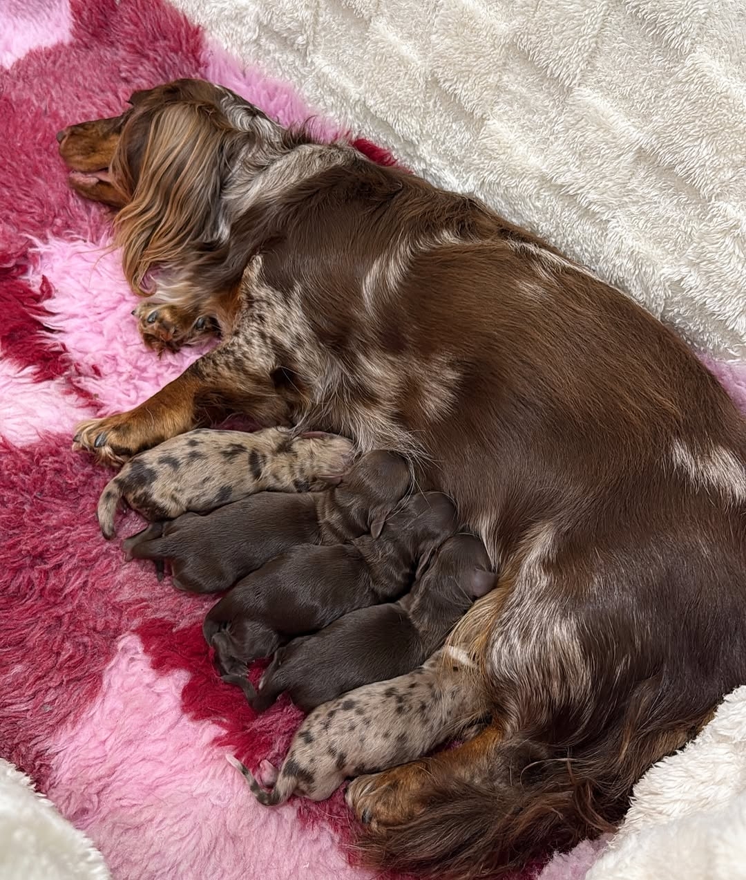 Dachshund puppies at Marylynn Dynamic Dachshunds