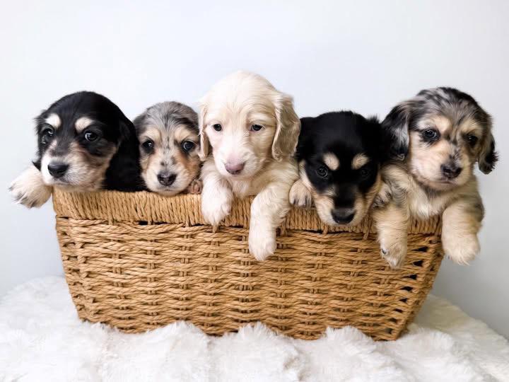 Marylynn Dynamic Dachshunds slider image one